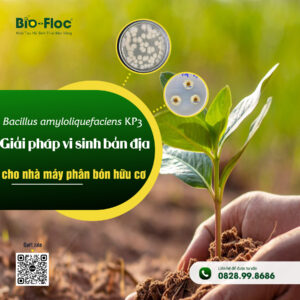 Nguyên liệu Bacillus amyloliquefaciens