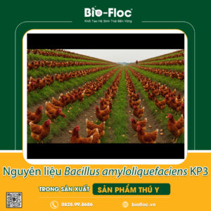 Bacillus amyloliquefaciens KP3