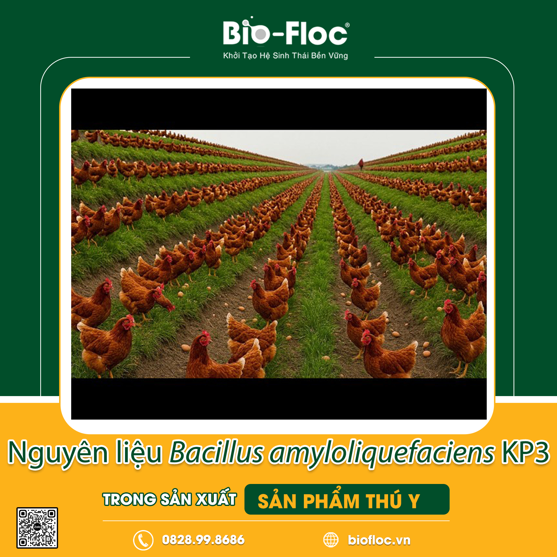 Bacillus amyloliquefaciens KP3