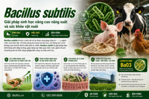 Bacillus subtilis