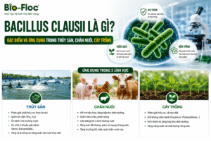 Bacillus clausii