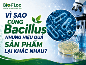 chủng Bacillus