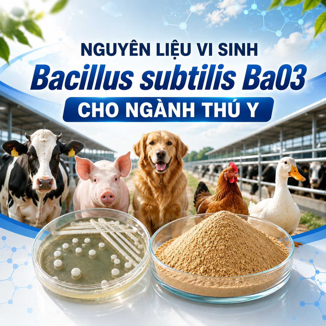 nguyên liệu Bacillus subtilis, Bacillus subtilis Ba03, SPORE B.SUB 10B