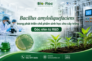 Bacillus amyloliquefaciens Chủng Bacillus amyloliquefaciens Nguyên liệu vi sinh cho cây trồng Chủng vi sinh cho phân bón sinh học R&D chế phẩm sinh học OEM chế phẩm sinh học Bacillus amyloliquefaciens KP3