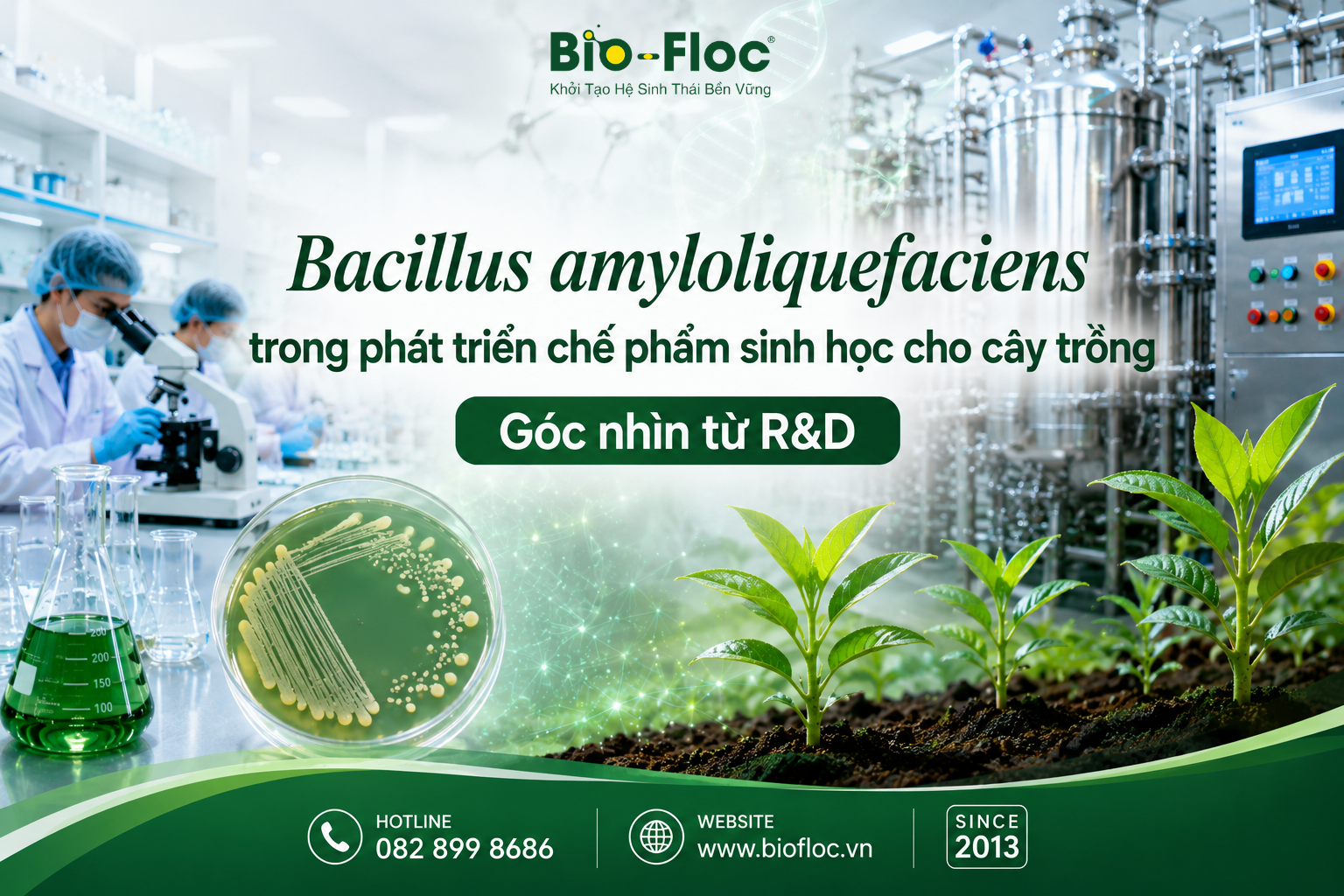Bacillus amyloliquefaciens Chủng Bacillus amyloliquefaciens Nguyên liệu vi sinh cho cây trồng Chủng vi sinh cho phân bón sinh học R&D chế phẩm sinh học OEM chế phẩm sinh học Bacillus amyloliquefaciens KP3